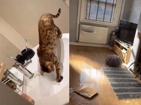 Uma gatinha chamada Amber inundou a casa dos donos após fechar ralo e abrir torneira quando estava sozinha, na Inglaterra. (Foto: reprodução)