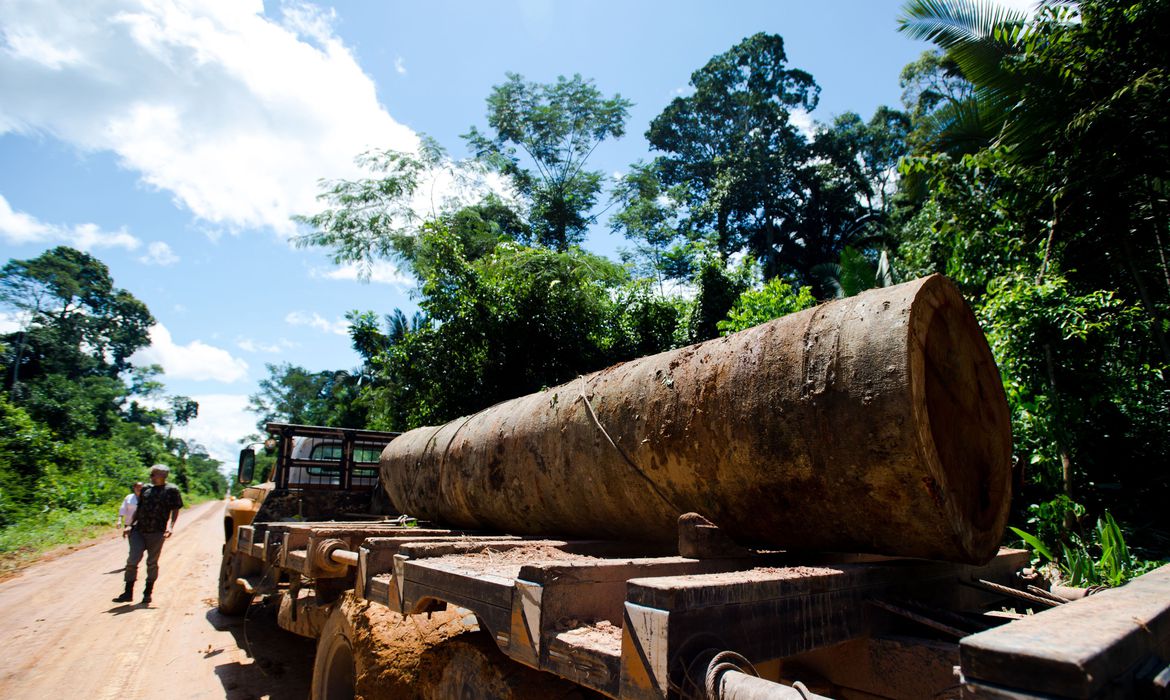Presidente do Ibama se reuniu com madeireiras multadas em R$ 2,6 milhões antes de afrouxar regras para exportação