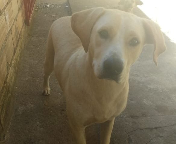 Candidato suspeito de estuprar cadela não pode ser preso durante campanha