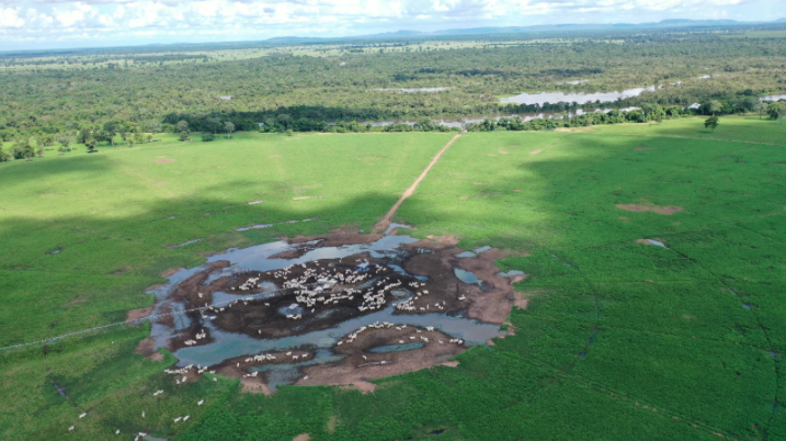 Gado da fazenda que teria provocado morte de peixes no Rio Vermelho (Foto: Polícia Civil)