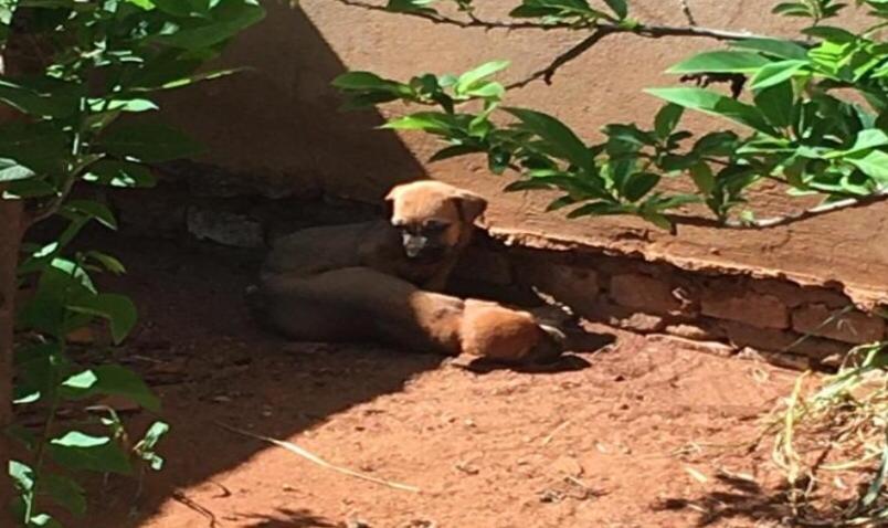 Em Rio Verde, polícia prende suspeito de abandonar filhotes de cachorro