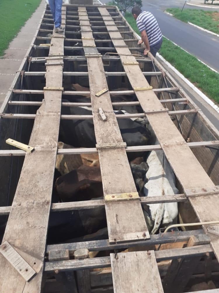 Três pessoas são presas suspeitas de furtar 34 gados em Cristalina (Foto: divulgação/PM)