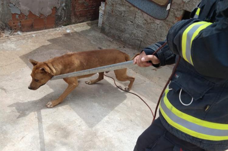 Por conta de fogos de artifícios, cachorro pula de laje de três metros de altura