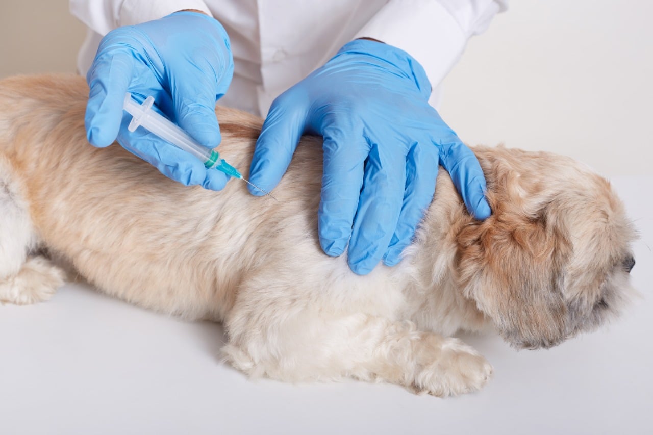 Hospital Veterinário UFG oferece vacinação antirrábica gratuita