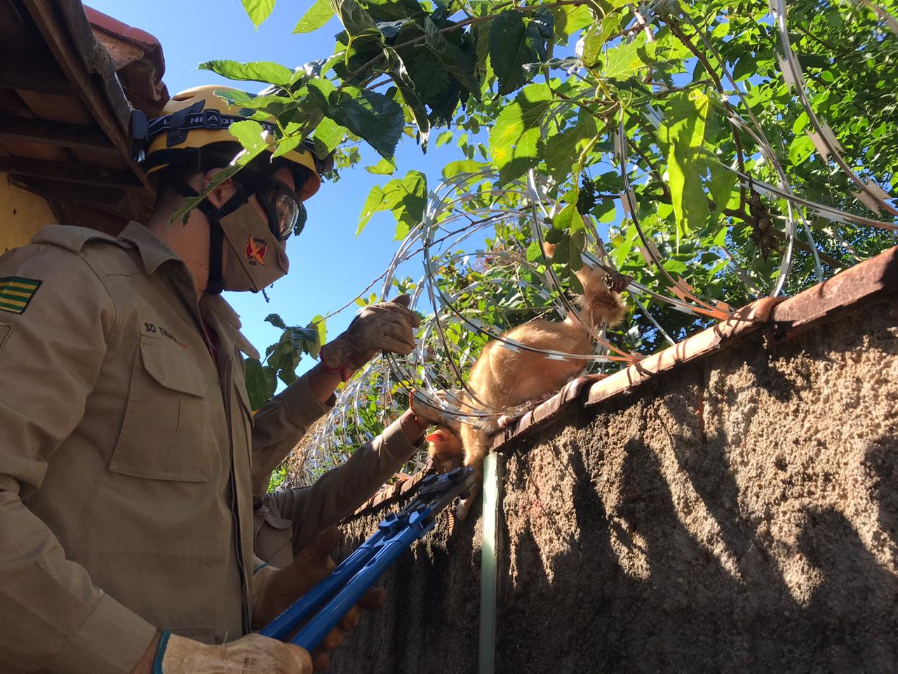 Gato é resgatado pelos bombeiros após ficar preso em concertina