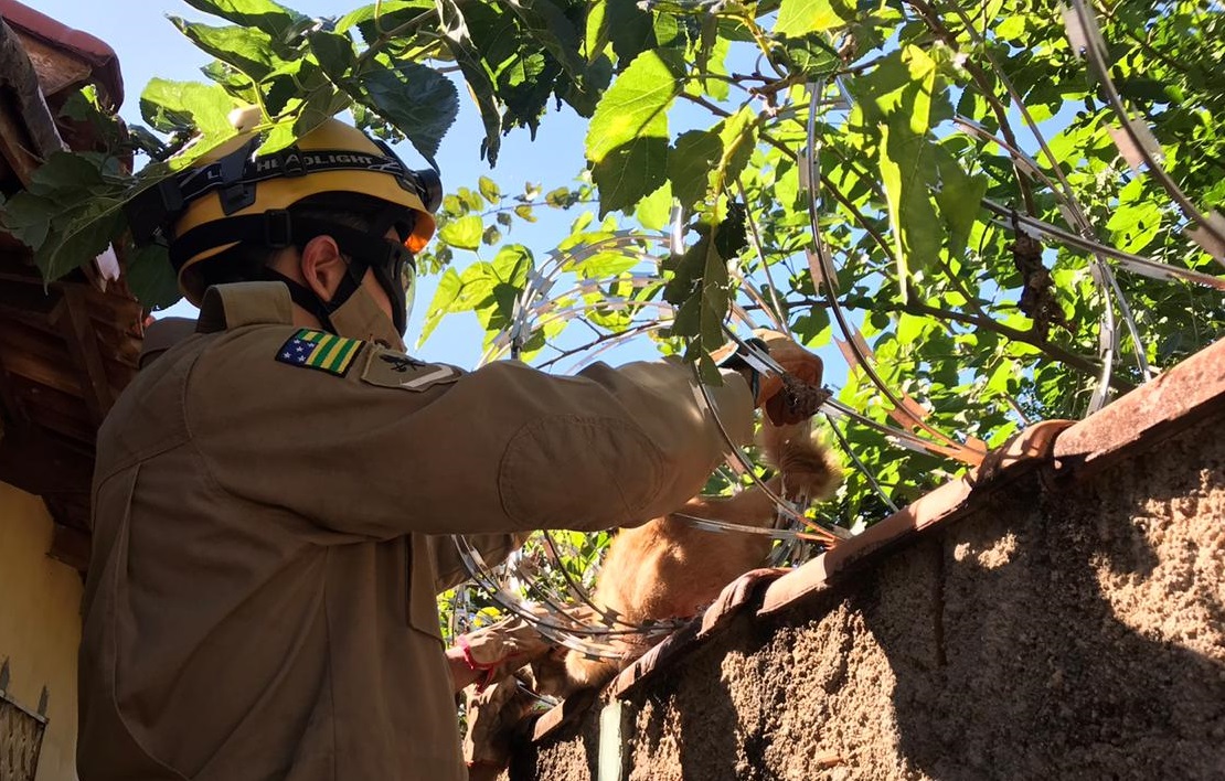 Gato é resgatado pelos bombeiros após ficar preso em concertina