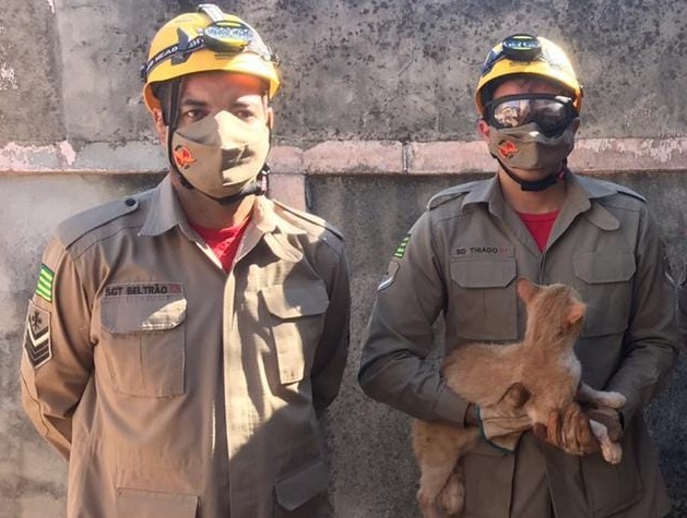 Gato é resgatado pelos bombeiros após ficar preso em concertina