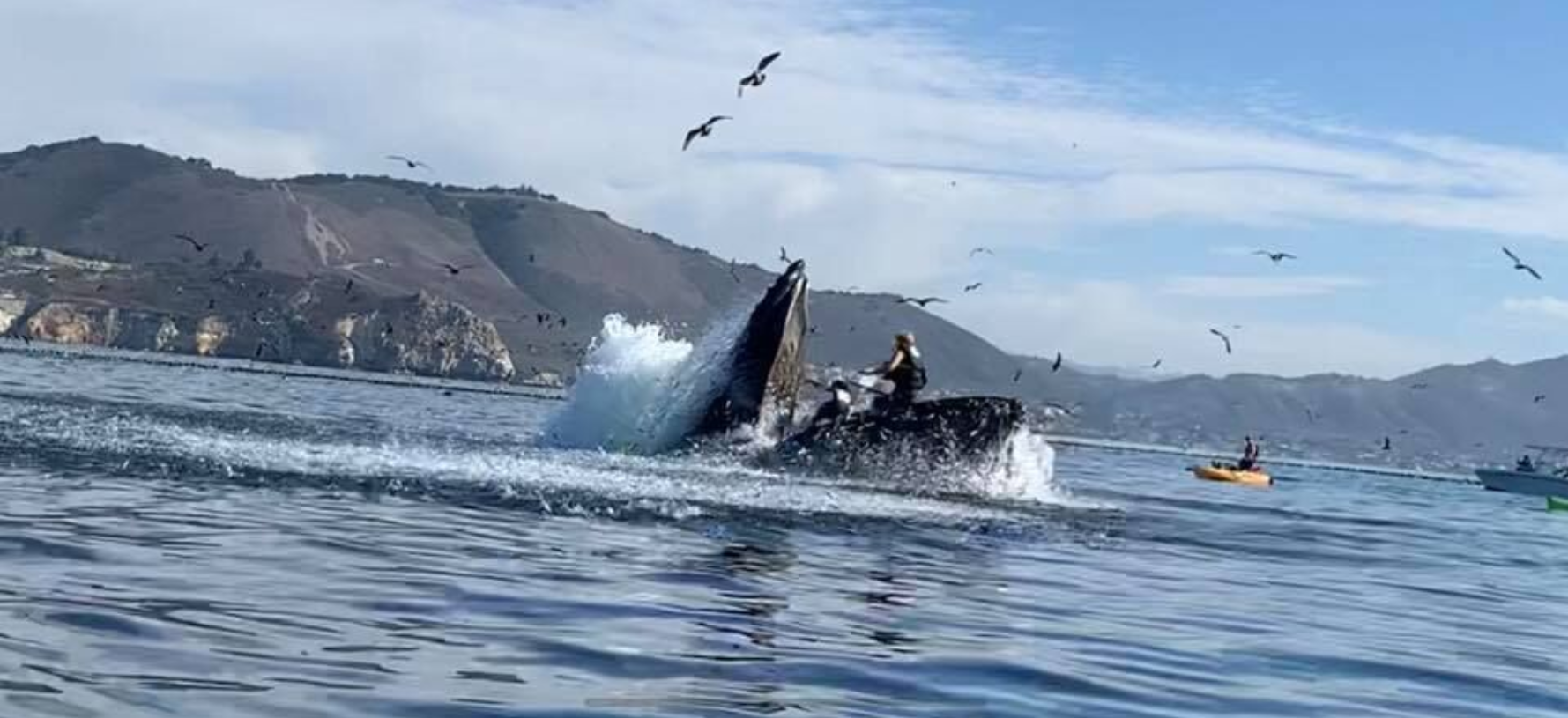 Baleia jubarte quase engole duas mulheres em caiaques; vídeo