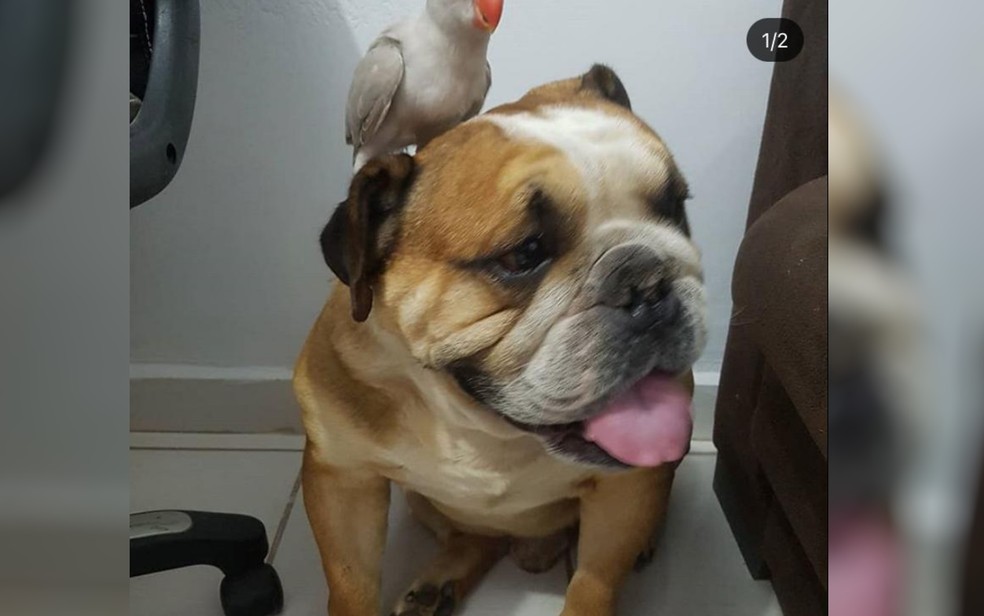 Um homem, que não teve a idade e nome revelados, foi preso suspeito de matar um cão a facadas, em Catalão. Foto: reprodução/TV Anhanguera