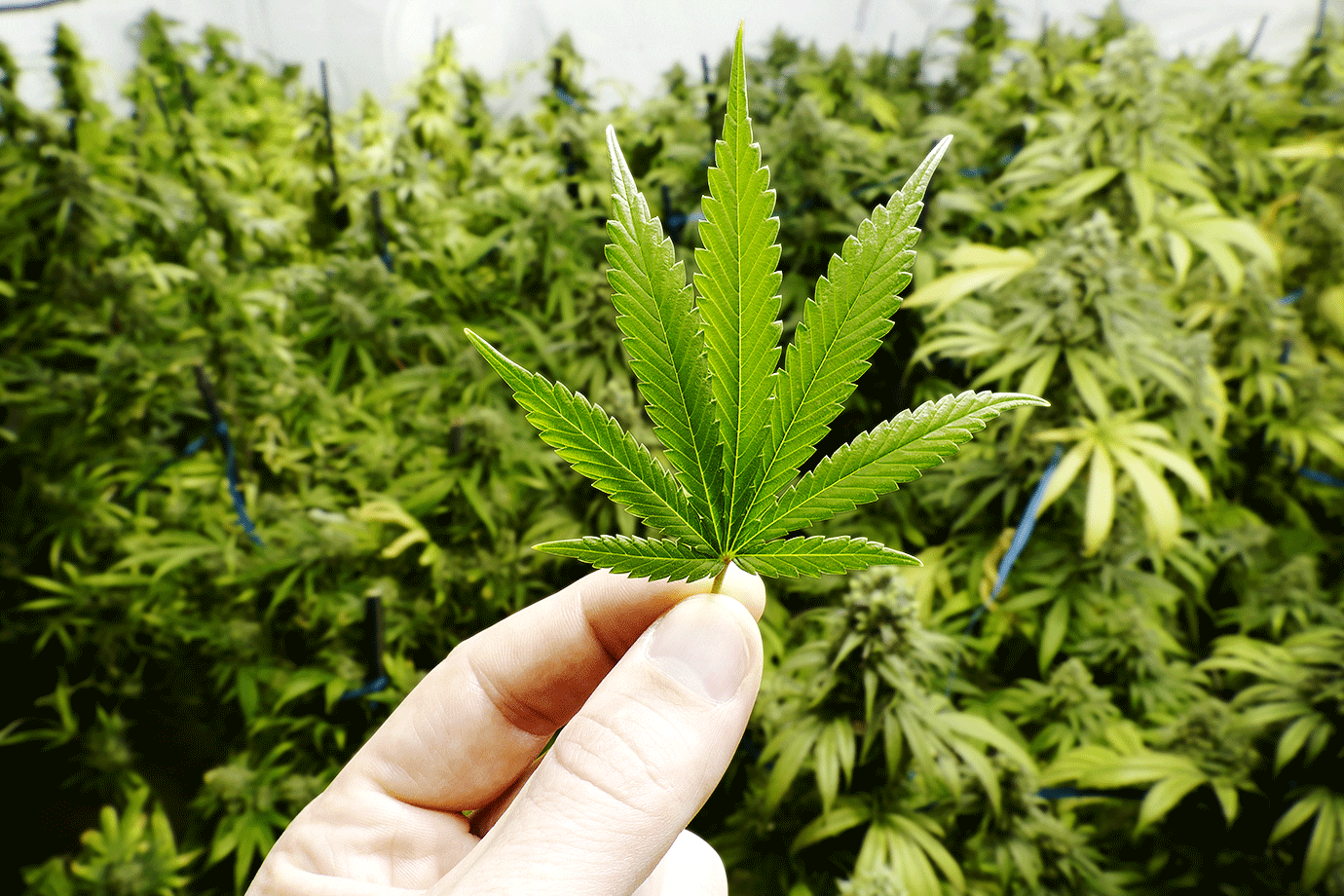 Projeto autoriza cultivo de maconha para fins medicinais (Foto: OpenRangeStock/Getty Images)