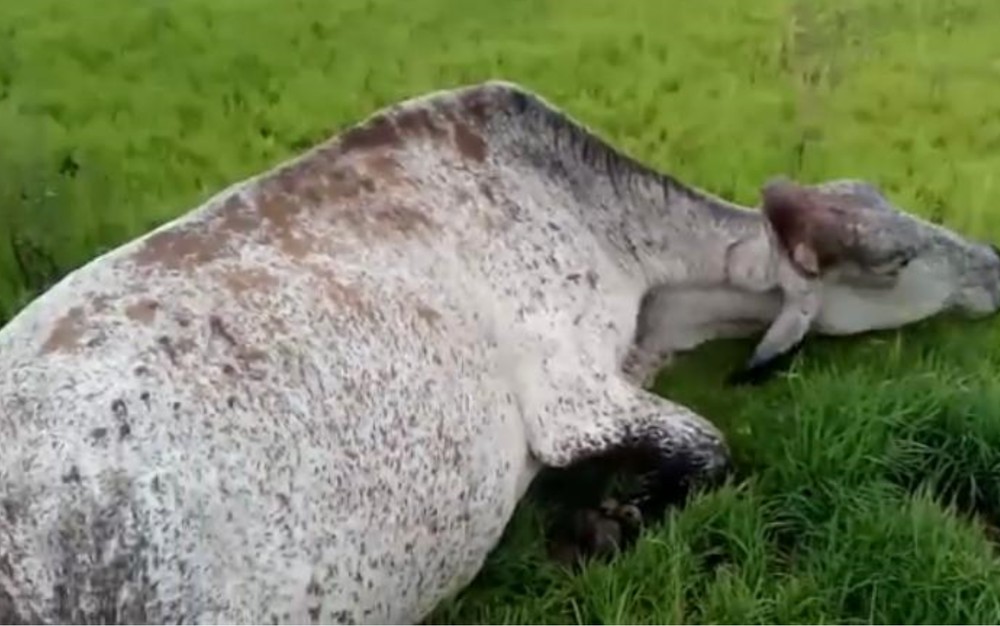 Homem é suspeito de atirar em vacas que entraram em sua propriedade, em Caldas Novas