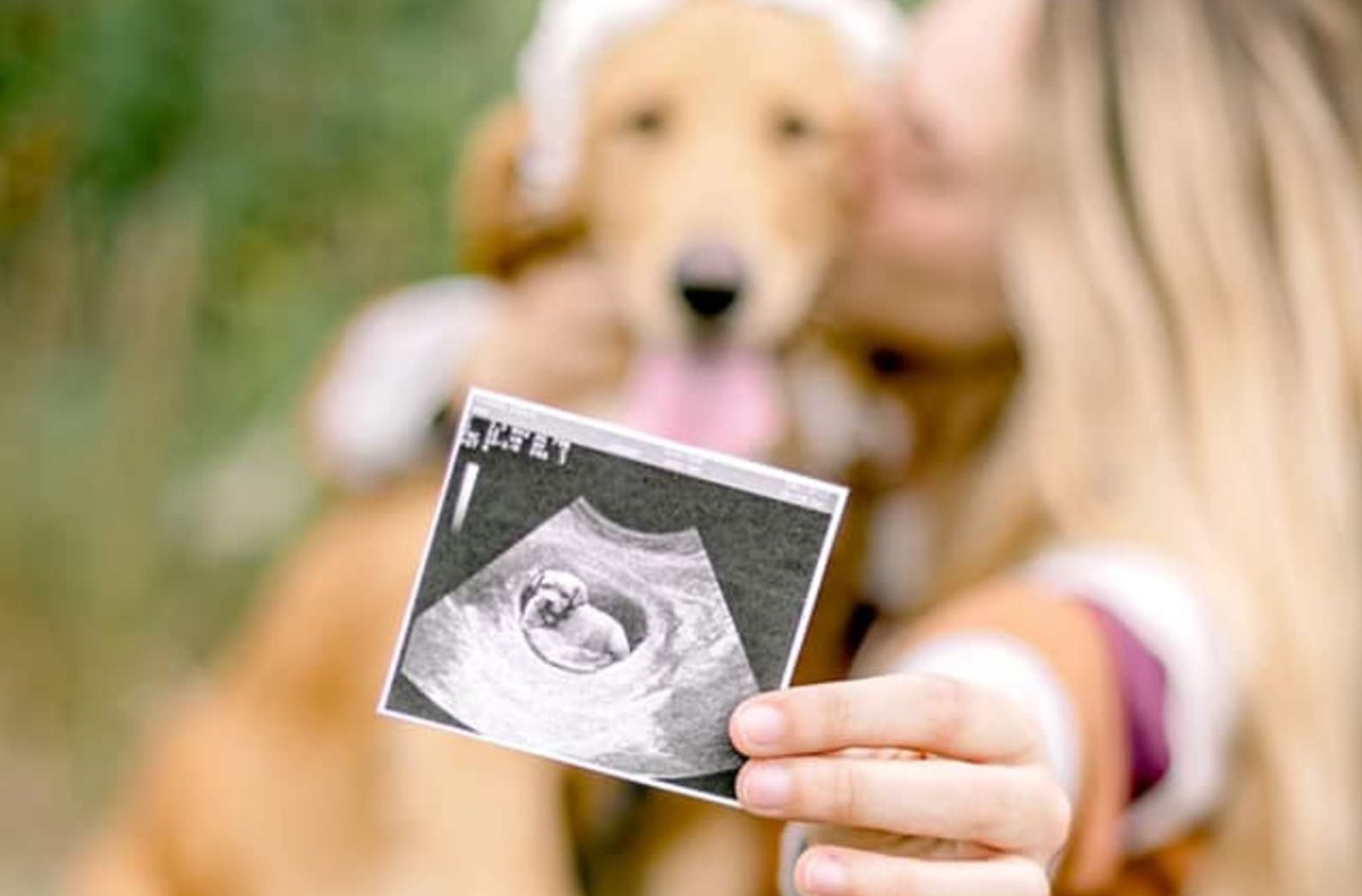 Cadela grávida ganha ensaio fotográfico após ser resgatada das ruas; veja as fotos