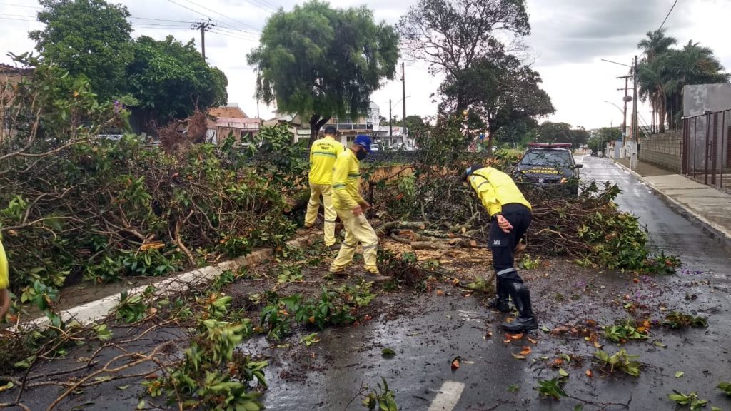 Chuva derruba árvore na margem da linha férrea de Catalão