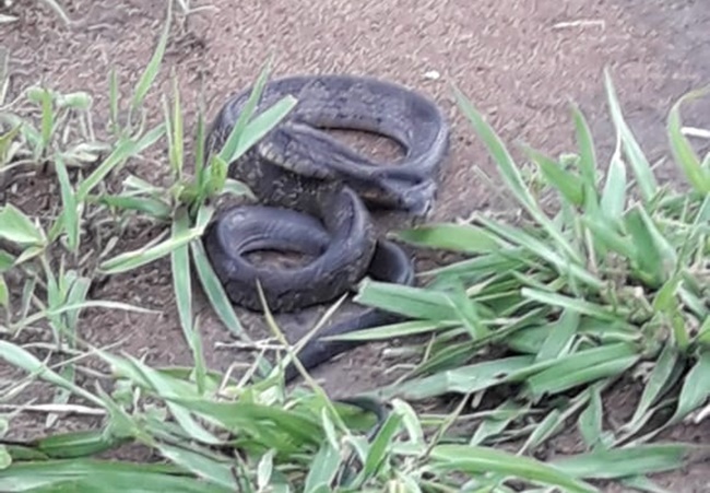 Bombeiros resgatam cobra em varal de roupas em Aruanã