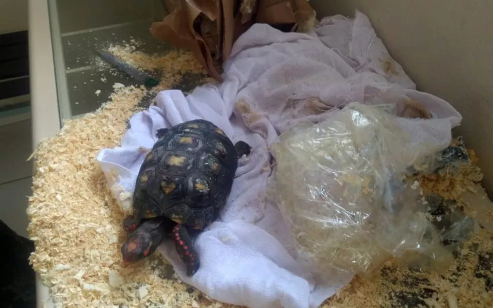 Funcionários dos Correios acham filhote de jabuti em pacote em São Paulo; vídeo