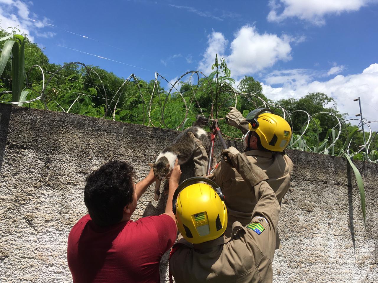Bombeiros resgatam gato preso à concertina em Goiânia (Foto: divulgação/Corpo de Bombeiros)