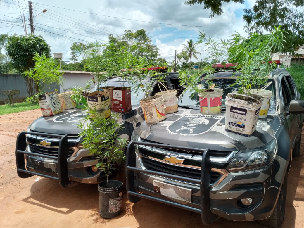 Líderes de seita religiosa são presos com pés de maconha, em Aparecida