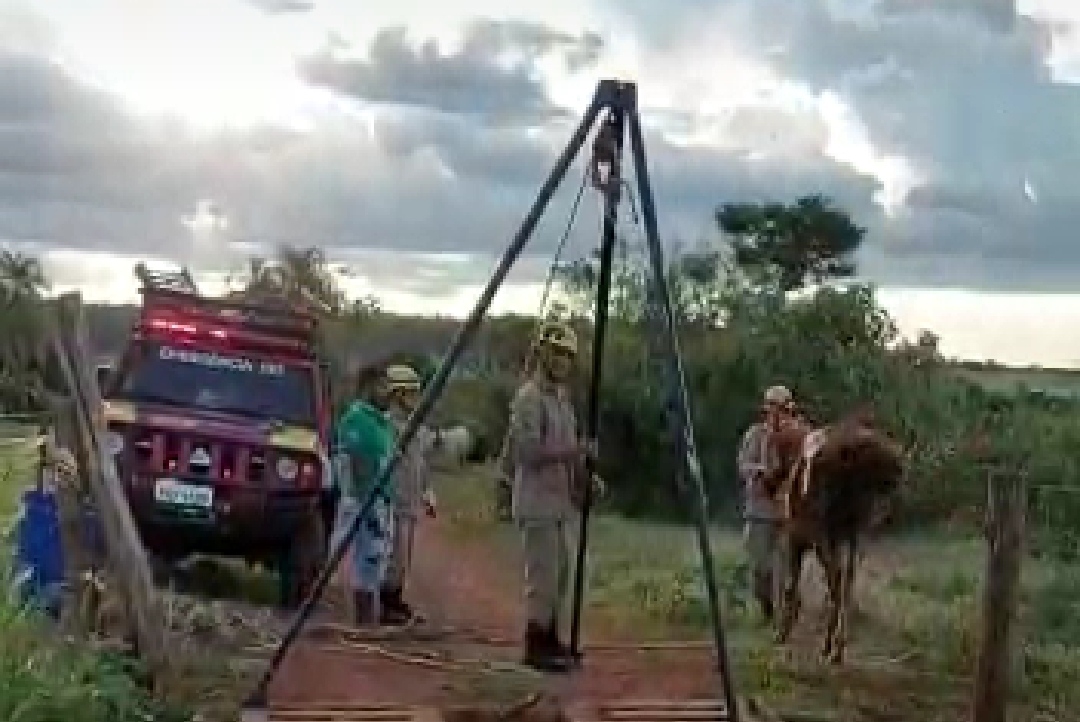 Em Anápolis, bombeiros resgatam cavalo preso em mata-burro