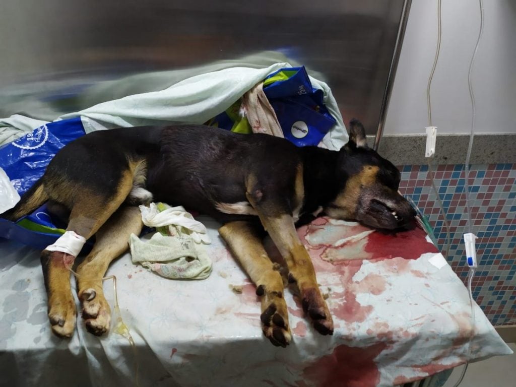 Homem mata cachorro com golpes de barra de ferro no Distrito Federal