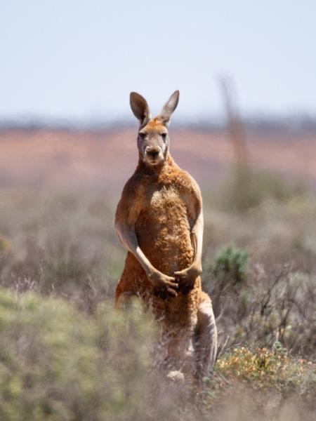 Cangurus podem aprender a se comunicar com humanos, à semelhança de cães domesticados, usando o olhar para "apontar" e pedir ajuda. (Foto: Getty Images)