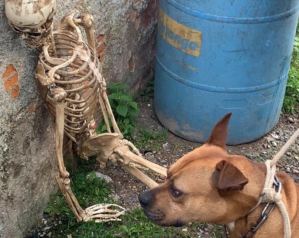 Polícia prende homem por usar esqueleto e pit-bull para atacar pessoas