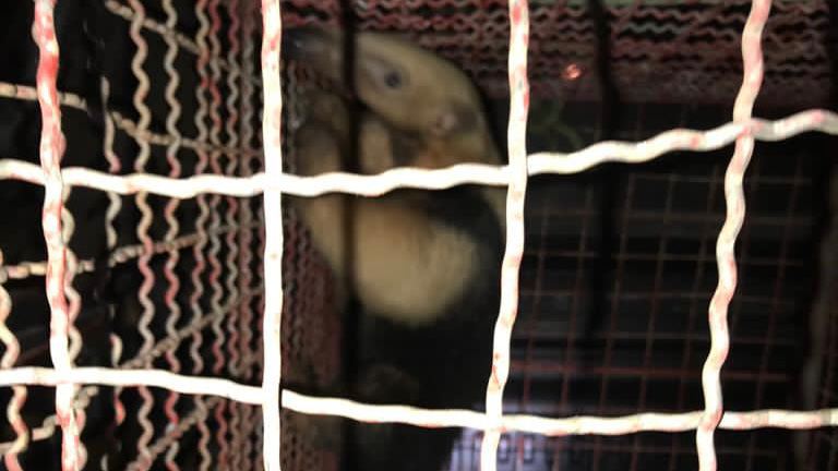 Tamanduá é capturado em telhado de casa em São Luiz de Montes Belos; vídeo