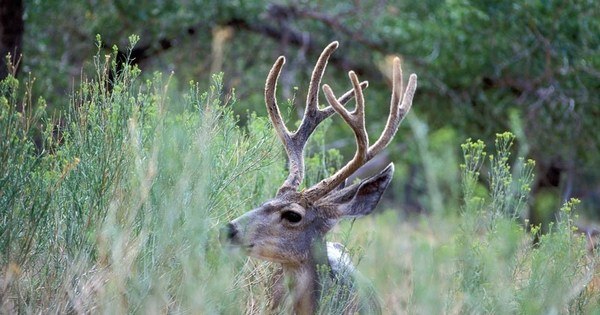 Homem mata o próprio filho ao confundi-lo com veado nos EUA