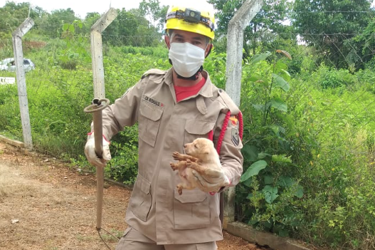 Bombeiro segura um dos filhotes de cachorro resgatados em Minaçu (Foto: Bombeiros)