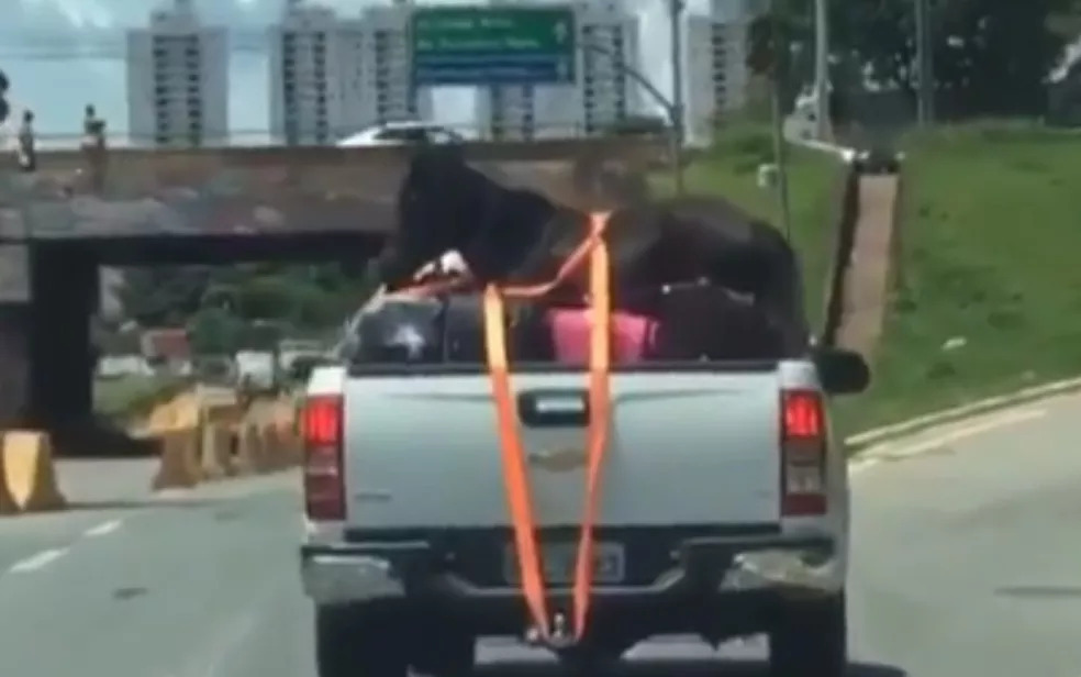 Motoristas flagram pônei sendo transportado em carroceria de caminhonete