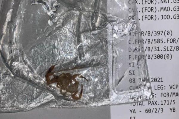 Passageiro é picado por escorpião em voo entre Campinas e Fortaleza