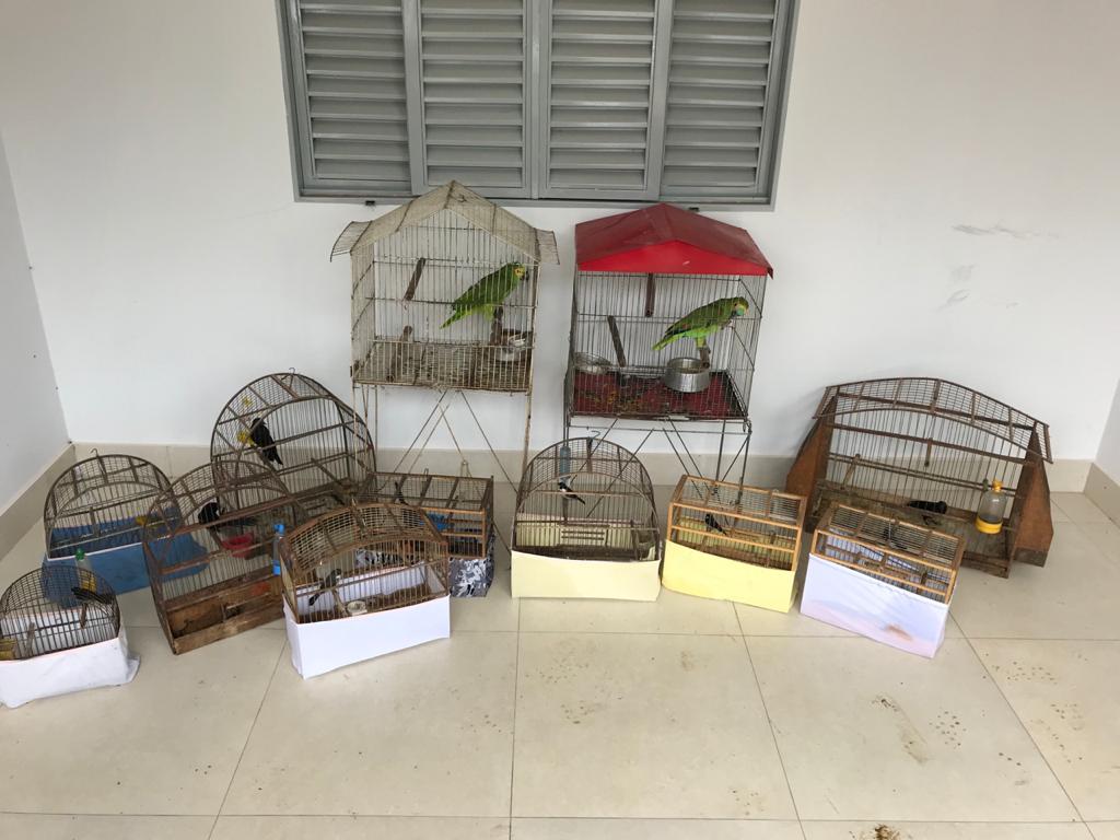 Polícia apreende 12 pássaros silvestres mantidos em cativeiro em Inhumas