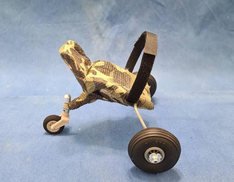 Veterinária constrói cadeira de rodas para papagaio com deformação na coluna