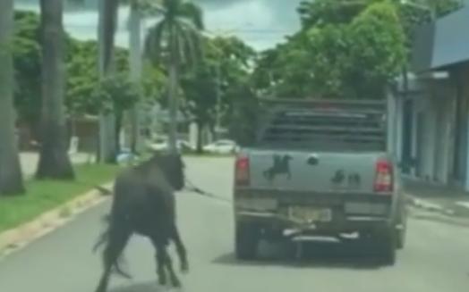 Motorista é flagrado arrastando pônei amarrado em caminhonete - itapuranga - animal