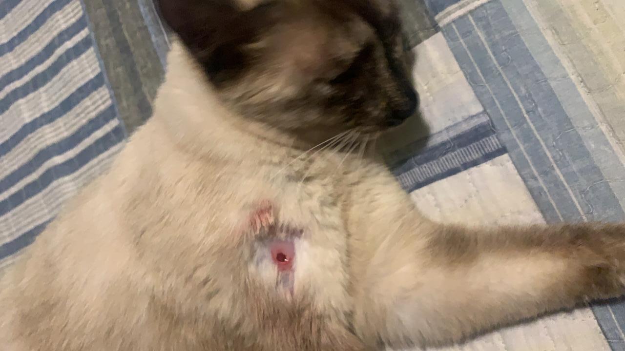 Morador diz que gata foi atingida por tiro de chumbinho em condomínio de Goiânia - residencial