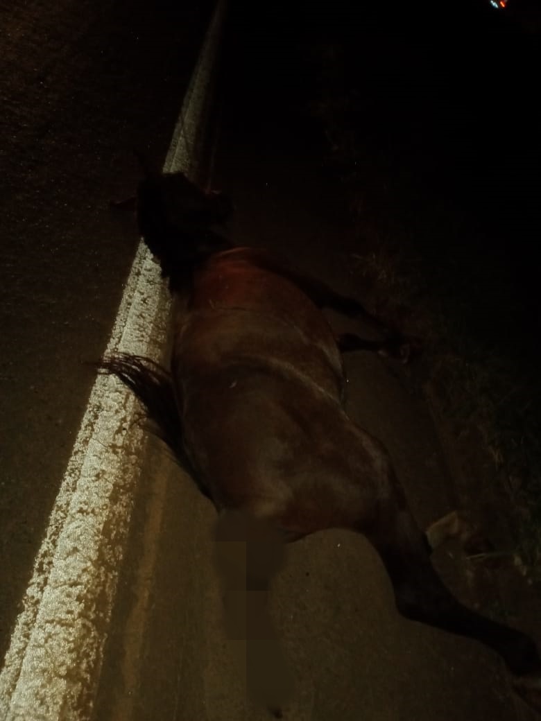 Homem fica ferido após atropelar cavalo na BR-060, em Terezópolis