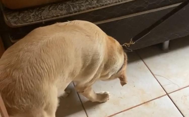 Cadela ajuda polícia a localizar droga em Senador Canedo - maconha - PM