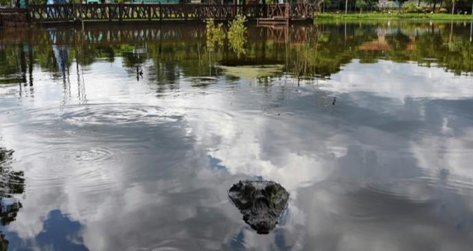 Jacarés invadem centro comercial no Paraguai - itá - paraguaia - invadiram - bombeiros