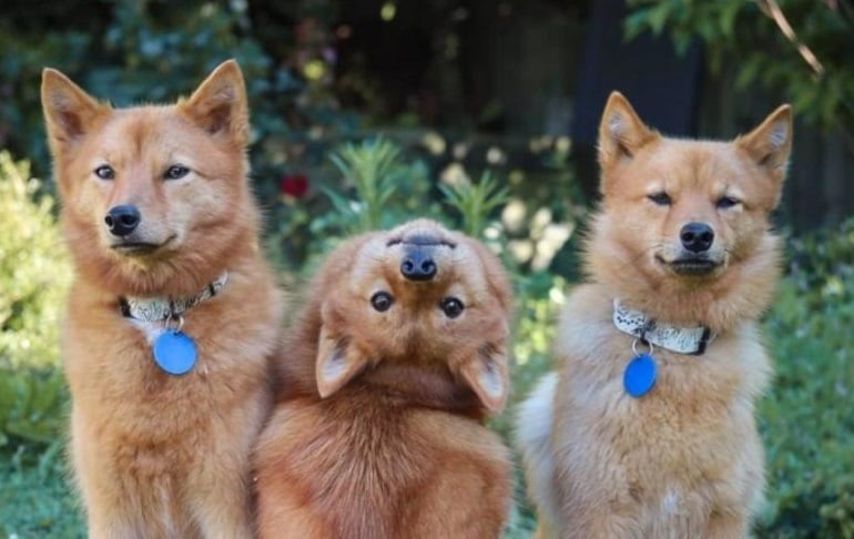 Cadela vira a cabeça em 180º e viraliza na web; confira o vídeo