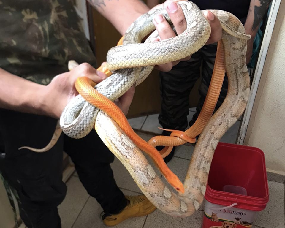 Algumas das cobras que estavam no apartamento do jovem, em Valparaíso (Foto: Polícia Civil)