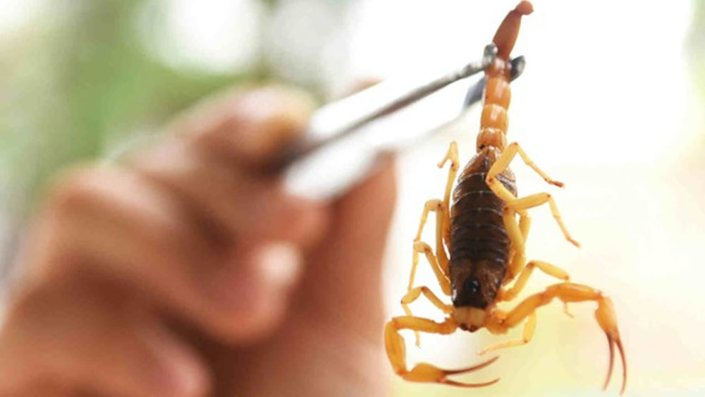 Escorpião pica criança de três anos dentro de casa em Catalão