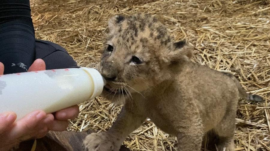 zoológico Leão chamado Simba nasce de inseminação artificial após o pai Mufasa morrer