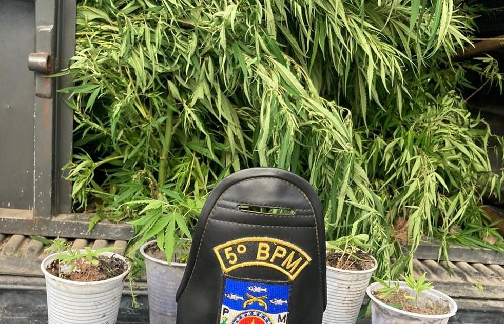 religioso Pastores são presos suspeitos de cultivarem maconha em igreja