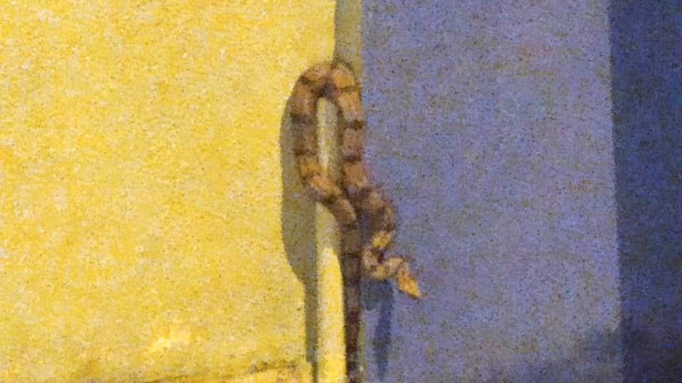 Após a captura, a jibóia foi solta em uma reserva ambiental (Foto: Reprodução / Arquivo pessoal)