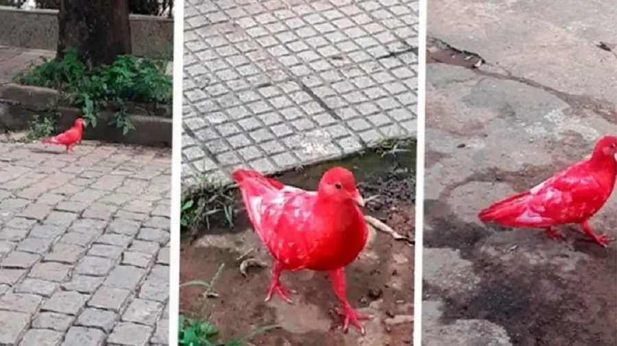 Pombos aparecem pintados em Minas Gerais; prefeitura investiga - leopoldina