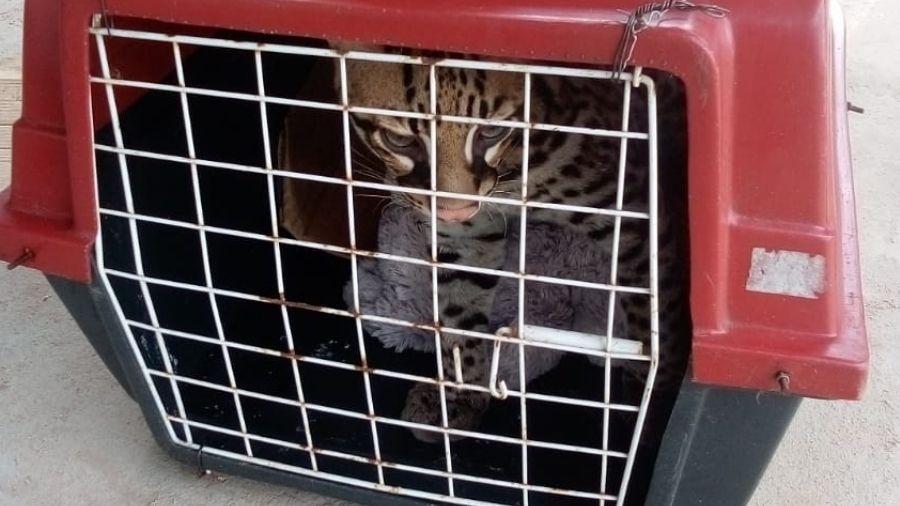 Paraense descobre que o gato que criava há 7 meses é uma jaguatirica