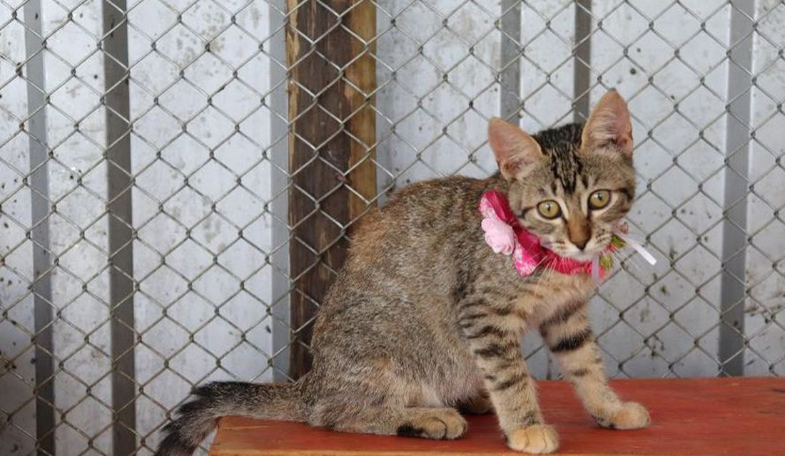 Animais especiais resgatados em Brumadinho aguardam adoção responsável