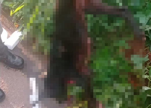 Polícia prende homem suspeito de matar cachorro a facadas em Aparecida