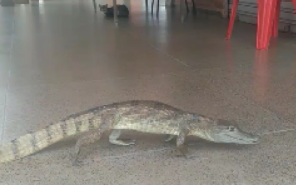 Jacaré “visita” unidade da UEG de Porangatu