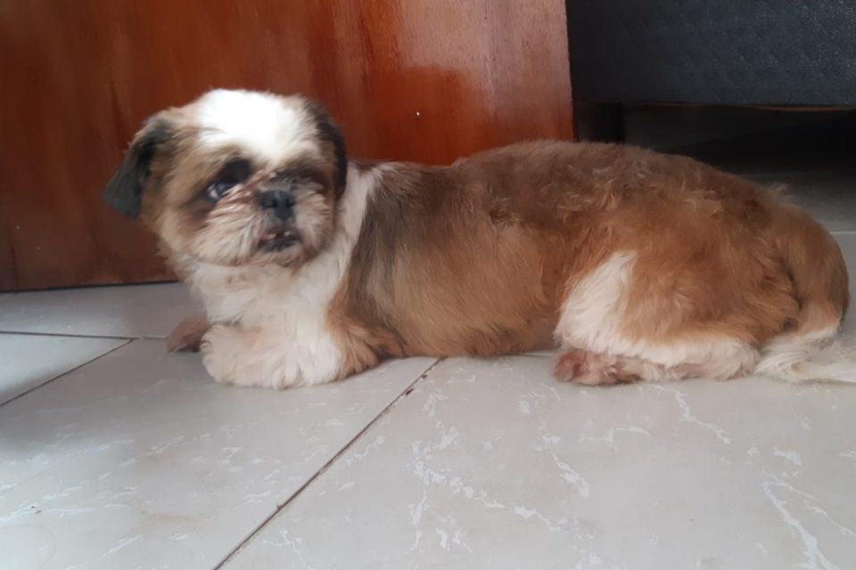 Homem salva cachorra que ficou presa em lama de parque em Goiânia; vídeo