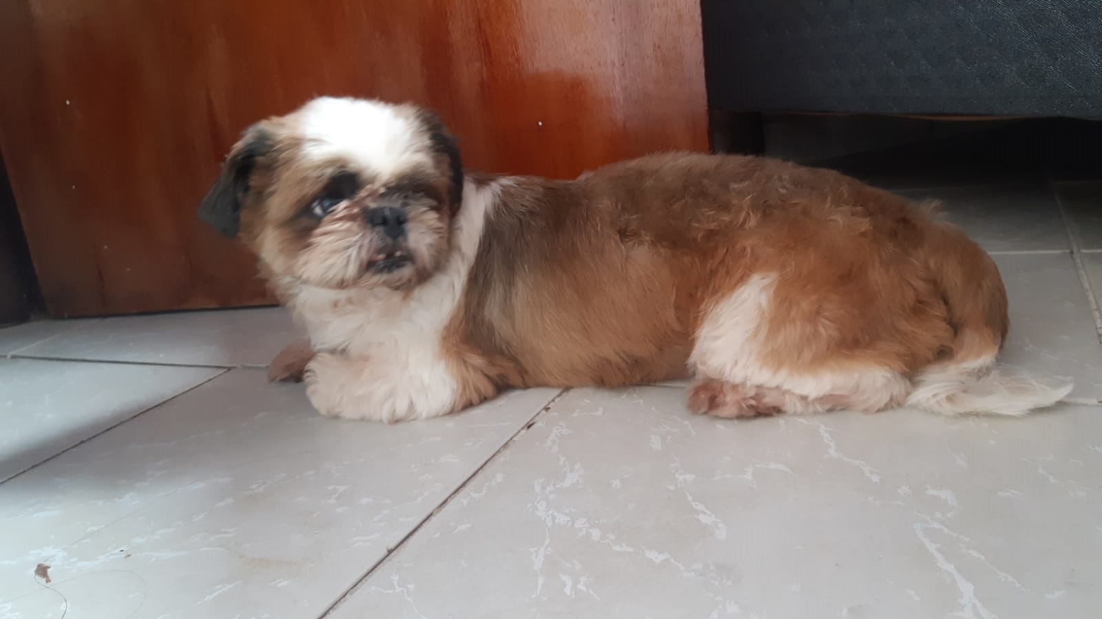 Homem salva cachorra que ficou presa em lama de parque em Goiânia; vídeo